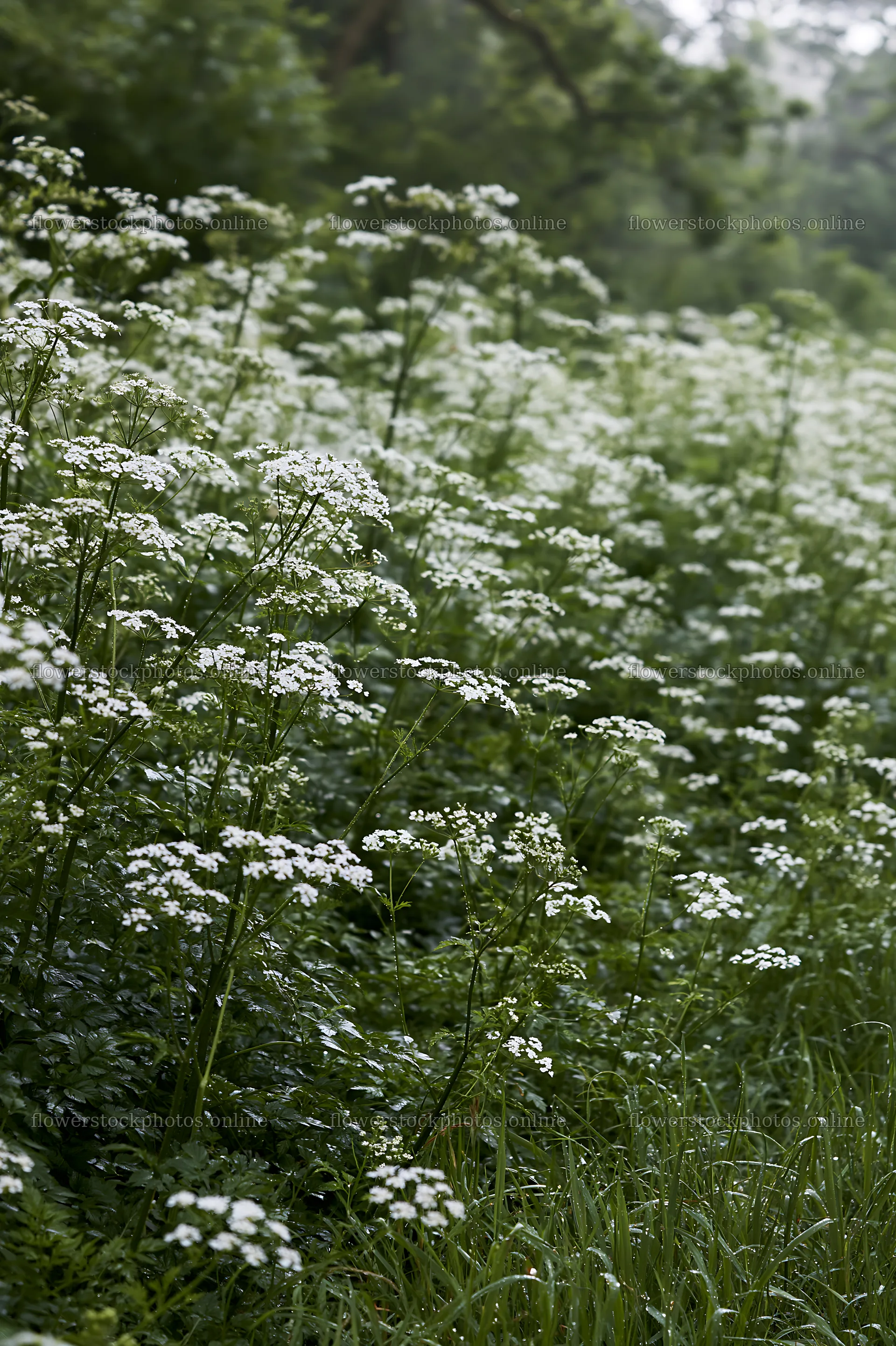 Cow parsley meadow filled with white flowers in a green landscape – flower stock photos 6480x9722