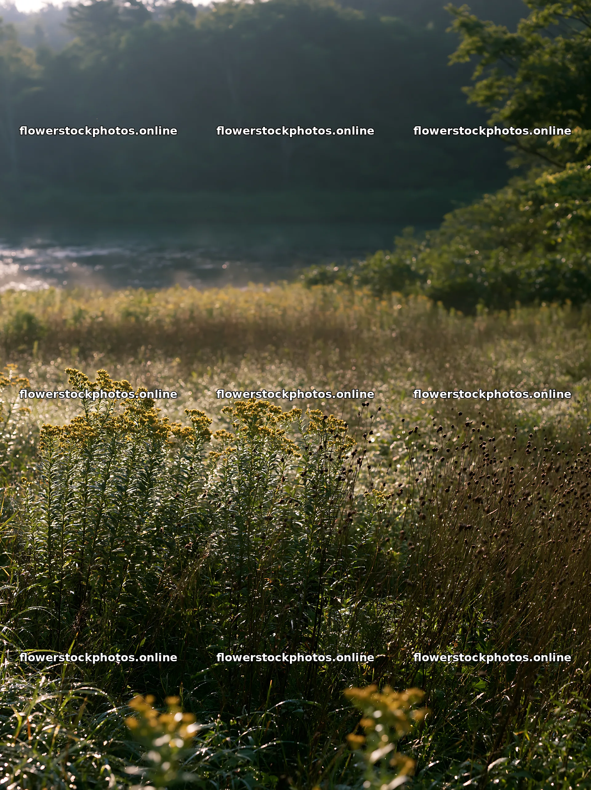 Expansive Hokkaido restoration meadow with dewdrops – flower stock photos 6866x9174