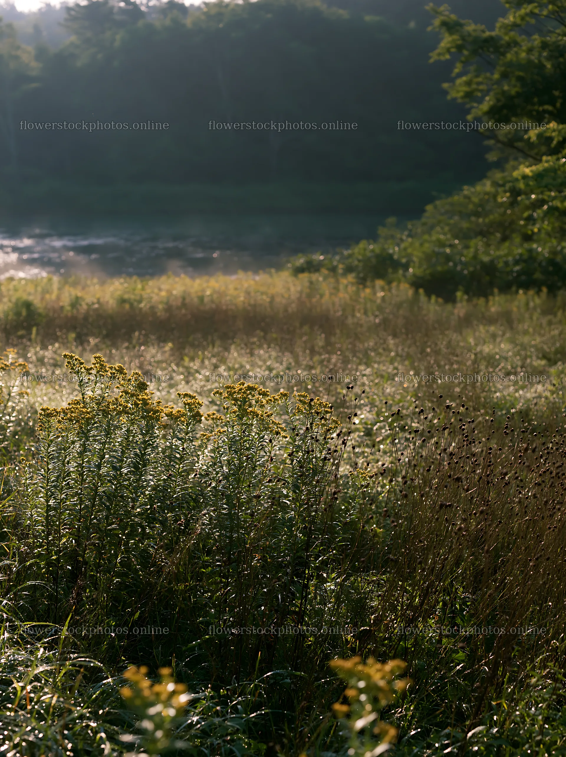 Expansive Hokkaido restoration meadow with dewdrops – flower stock photos 6866x9174
