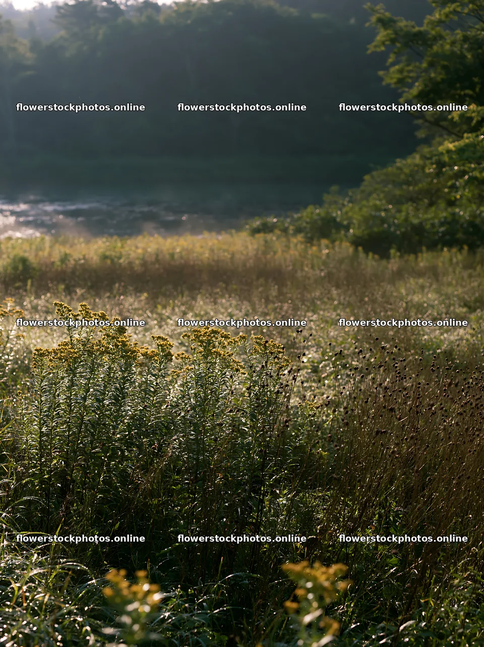 Expansive Hokkaido restoration meadow with dewdrops – flower stock photos 6866x9174
