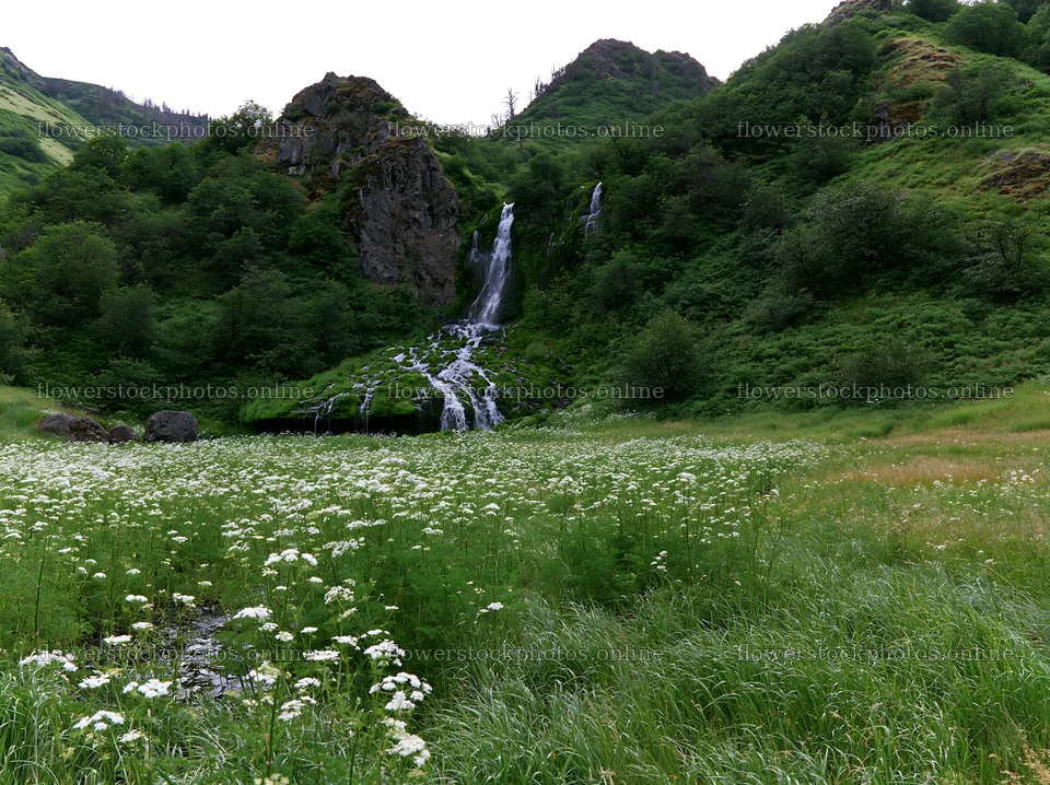 Waterfall flowing into meadow with wildflowers and green hills – flower stock photos 9174x6866