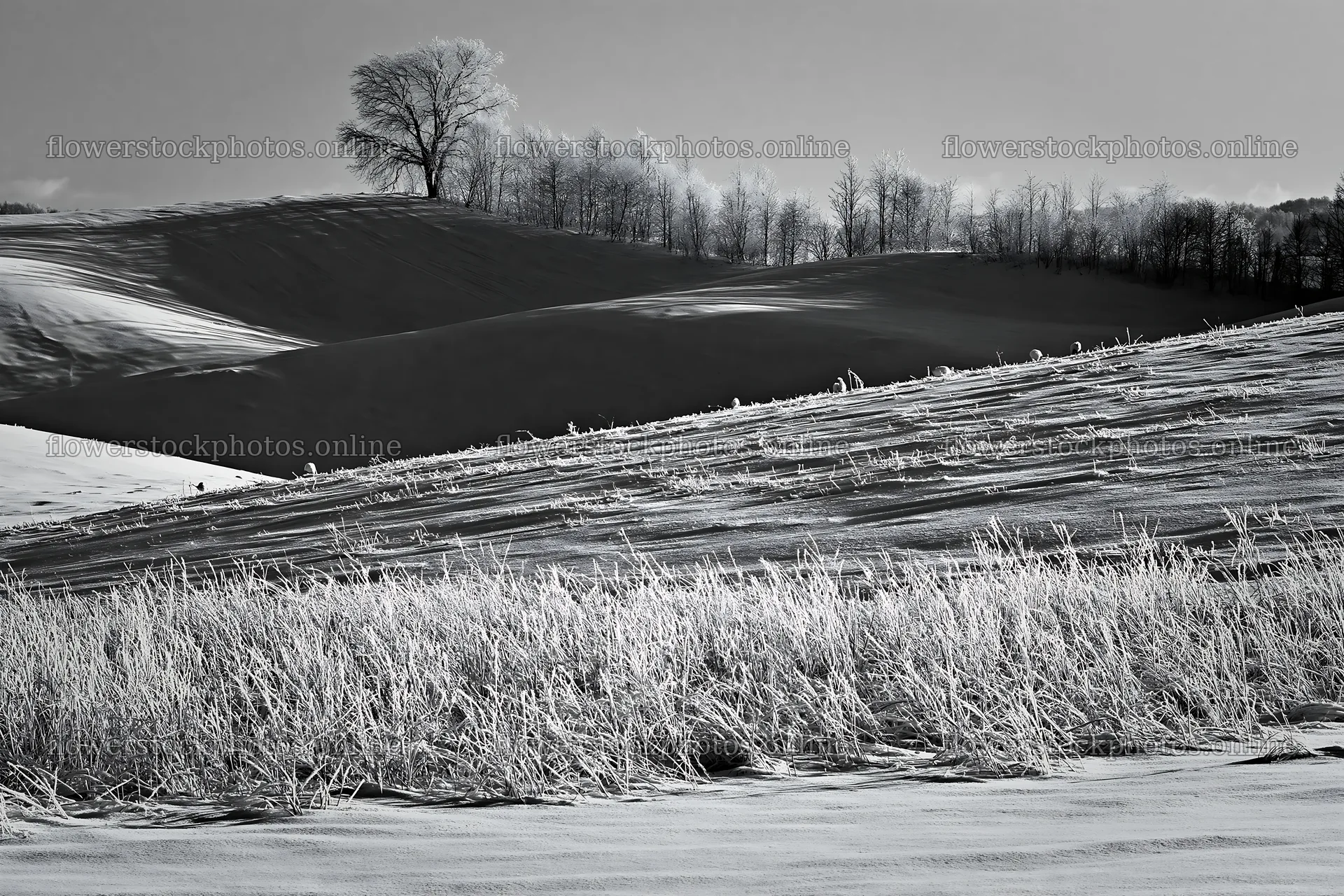 Snow covered Biei hills meadow with trees and grass – flower stock photos 9722x6480