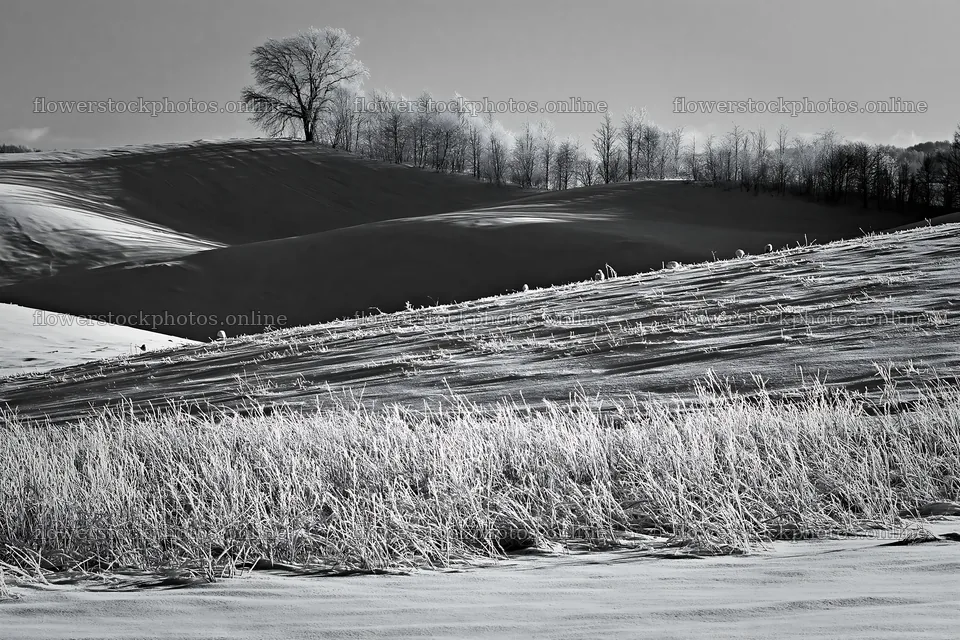 Snow covered Biei hills meadow with trees and grass – flower stock photos 9722x6480