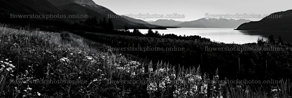 Fjord orchard meadow with flowers near water and mountains – flower stock photos 13690x4602