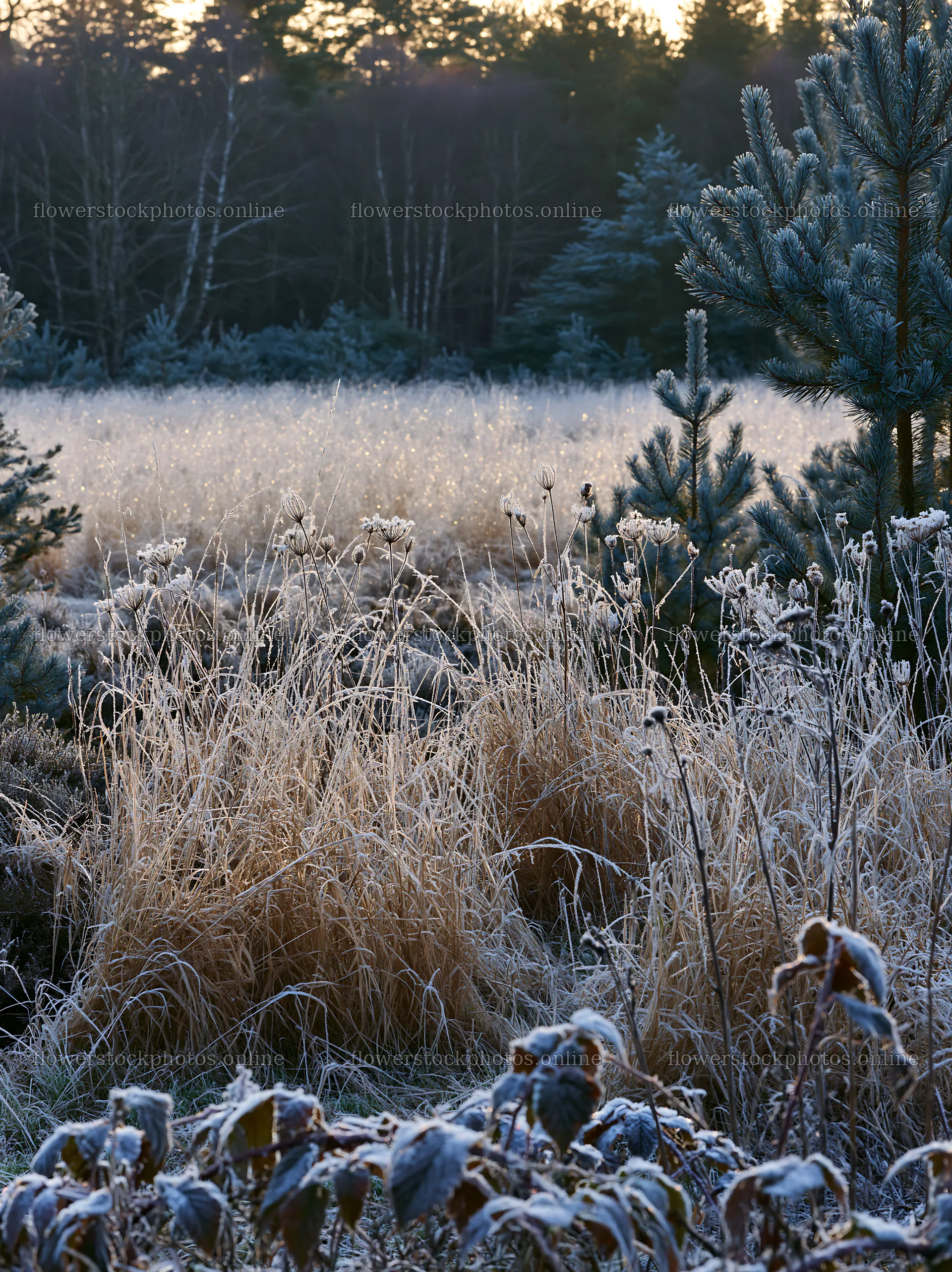 Frosty meadow in pine forest during early morning light – flower stock photos 6866x9174