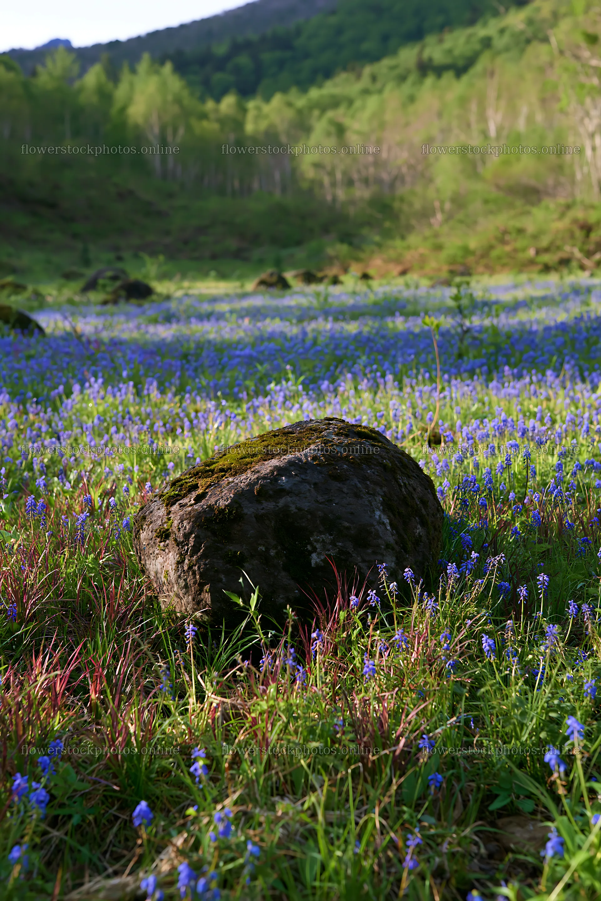 Miyagi spring recovery meadow mossy stone captures vibrant flowers – flower stock photos 6480x9722