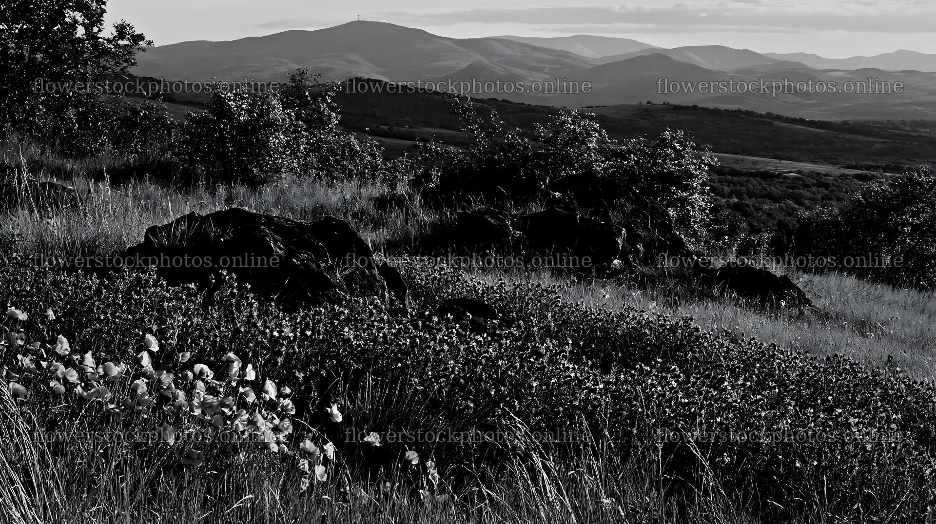 Poppy viper's-bugloss meadow in a mountain landscape – flower stock photos 10608x5938