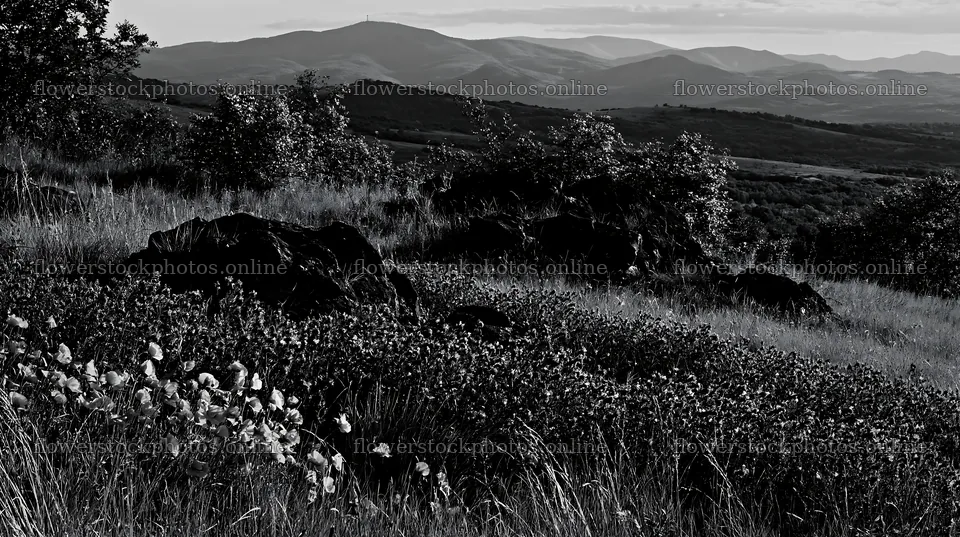 Poppy viper's-bugloss meadow in a mountain landscape – flower stock photos 10608x5938