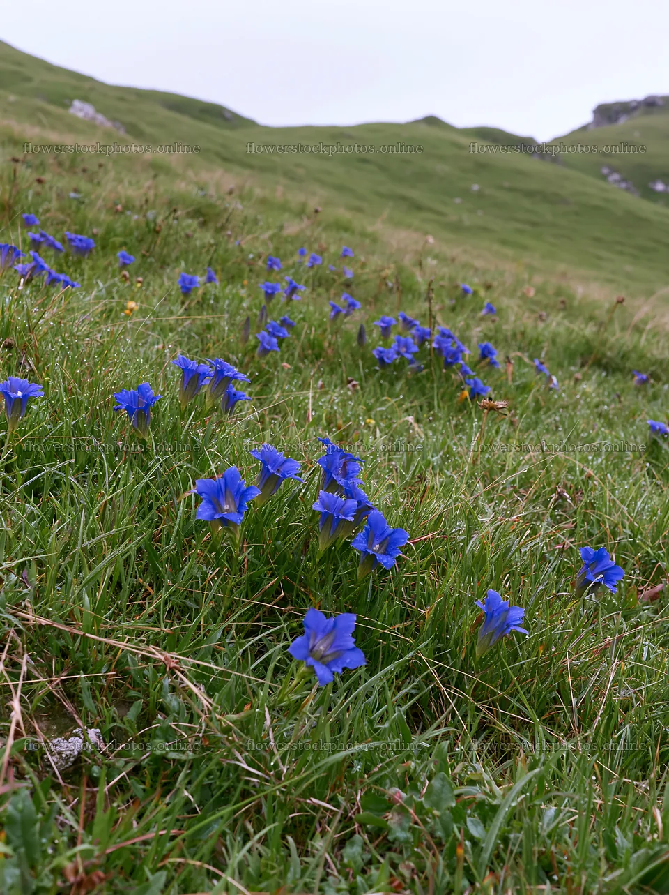 Cloudy foothill meadow filled with blue flowers – flower stock photos 6866x9174