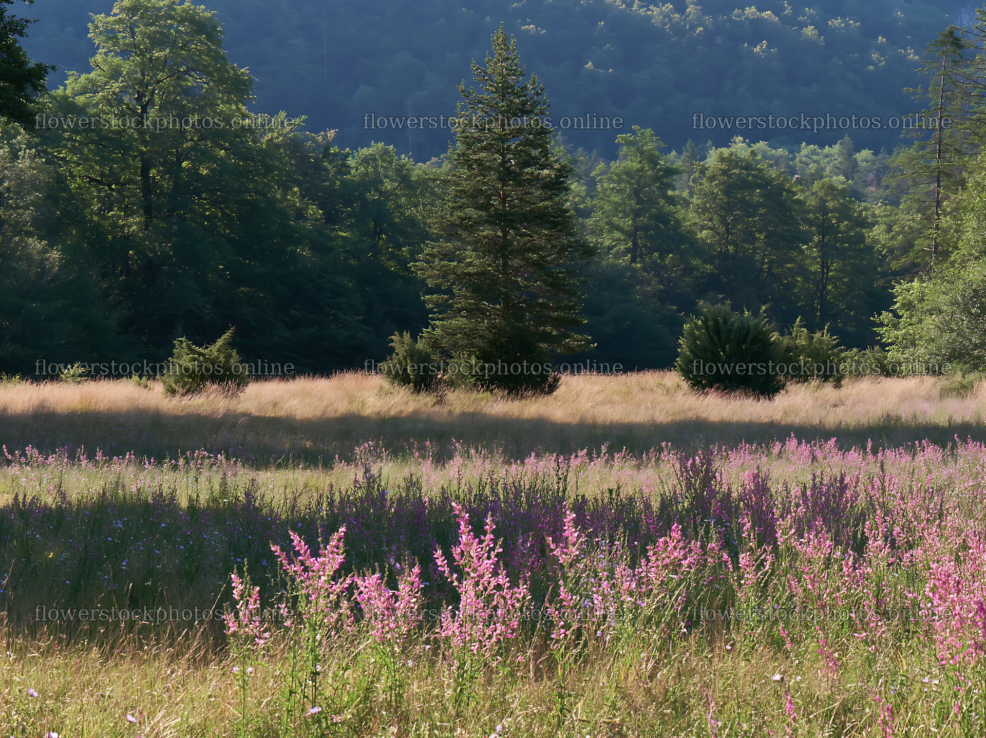 Sainfoin chicory meadow under blue sky in natural landscape – flower stock photos 9174x6866