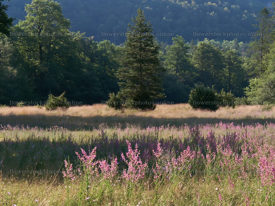 Sainfoin chicory meadow under blue sky in natural landscape – flower stock photos 9174x6866