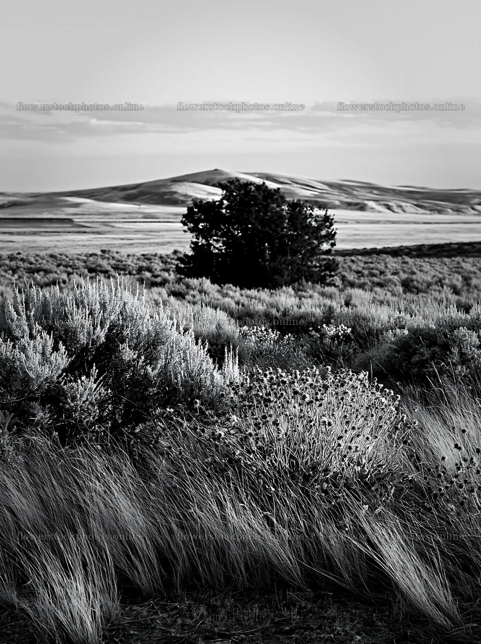 Sagebrush meadow light with tree and hills in quiet landscape – flower stock photos 6866x9174