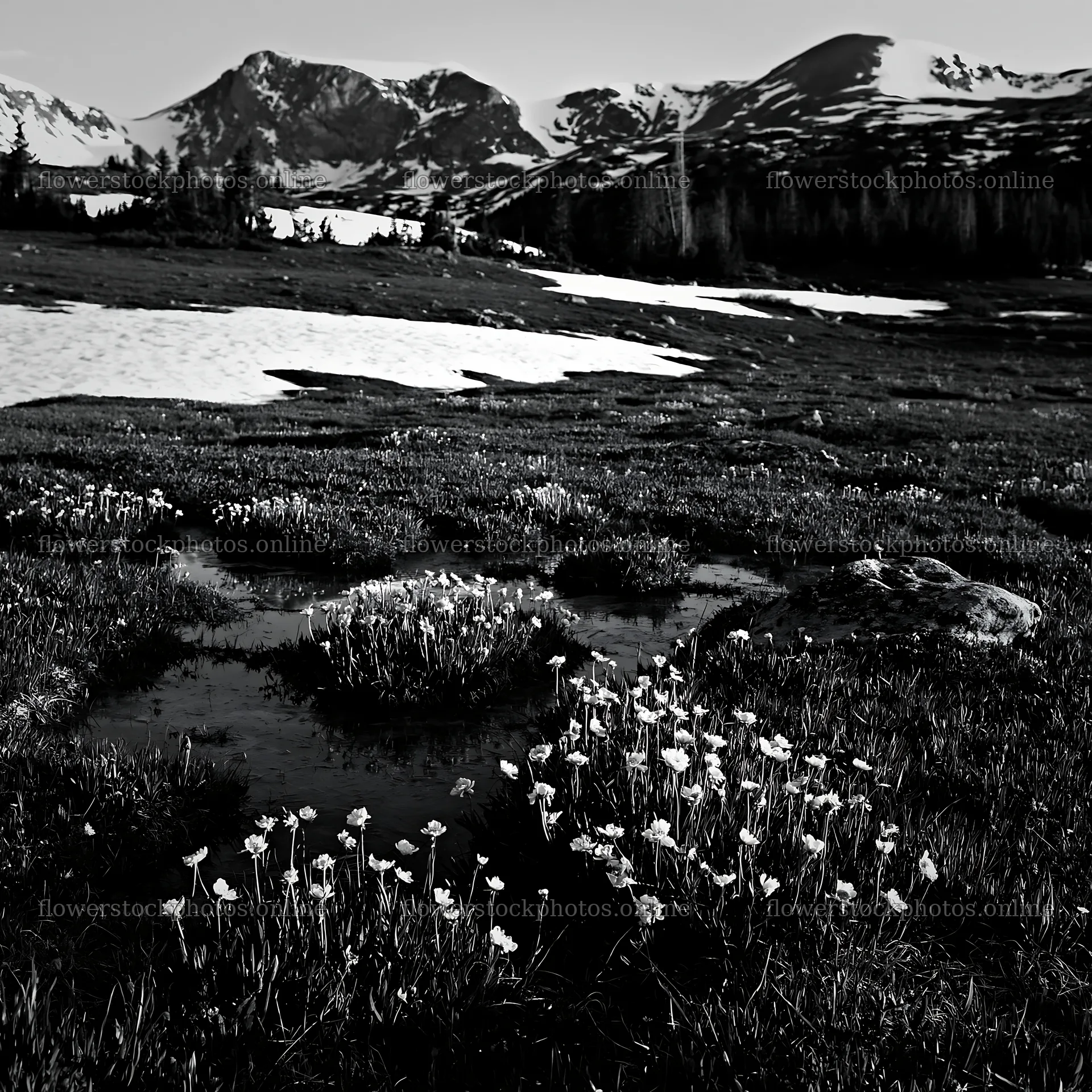 Snowy Rocky Mountain Park meadow with flowers and mountains – flower stock photos 7938x7938