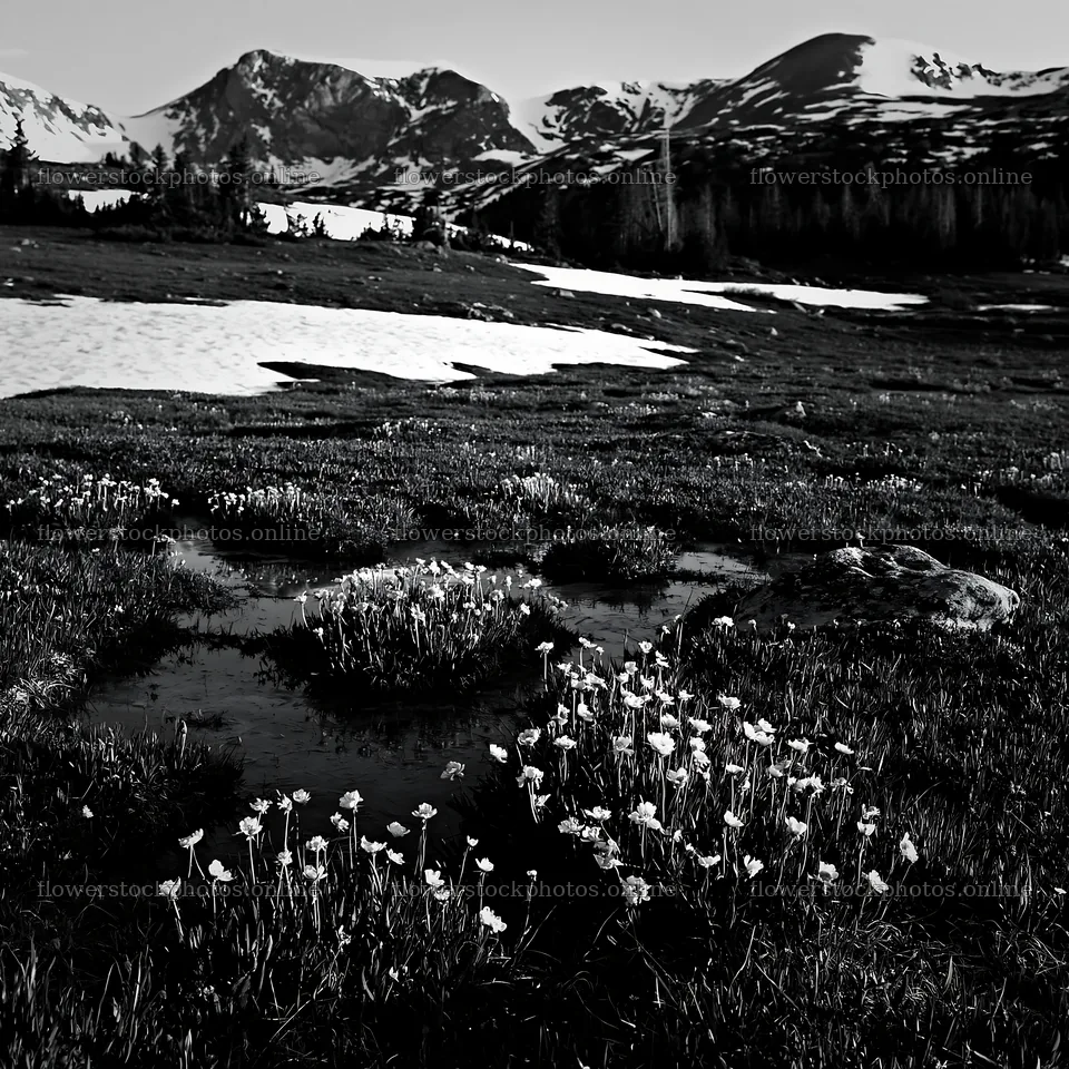 Snowy Rocky Mountain Park meadow with flowers and mountains – flower stock photos 7938x7938