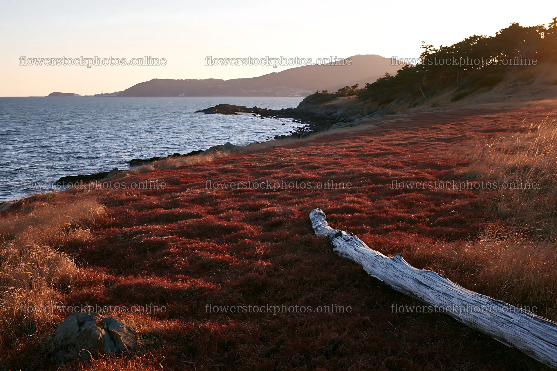 Nagasaki coastal meadow driftwood foreground mood – flower stock photos 9722x6480
