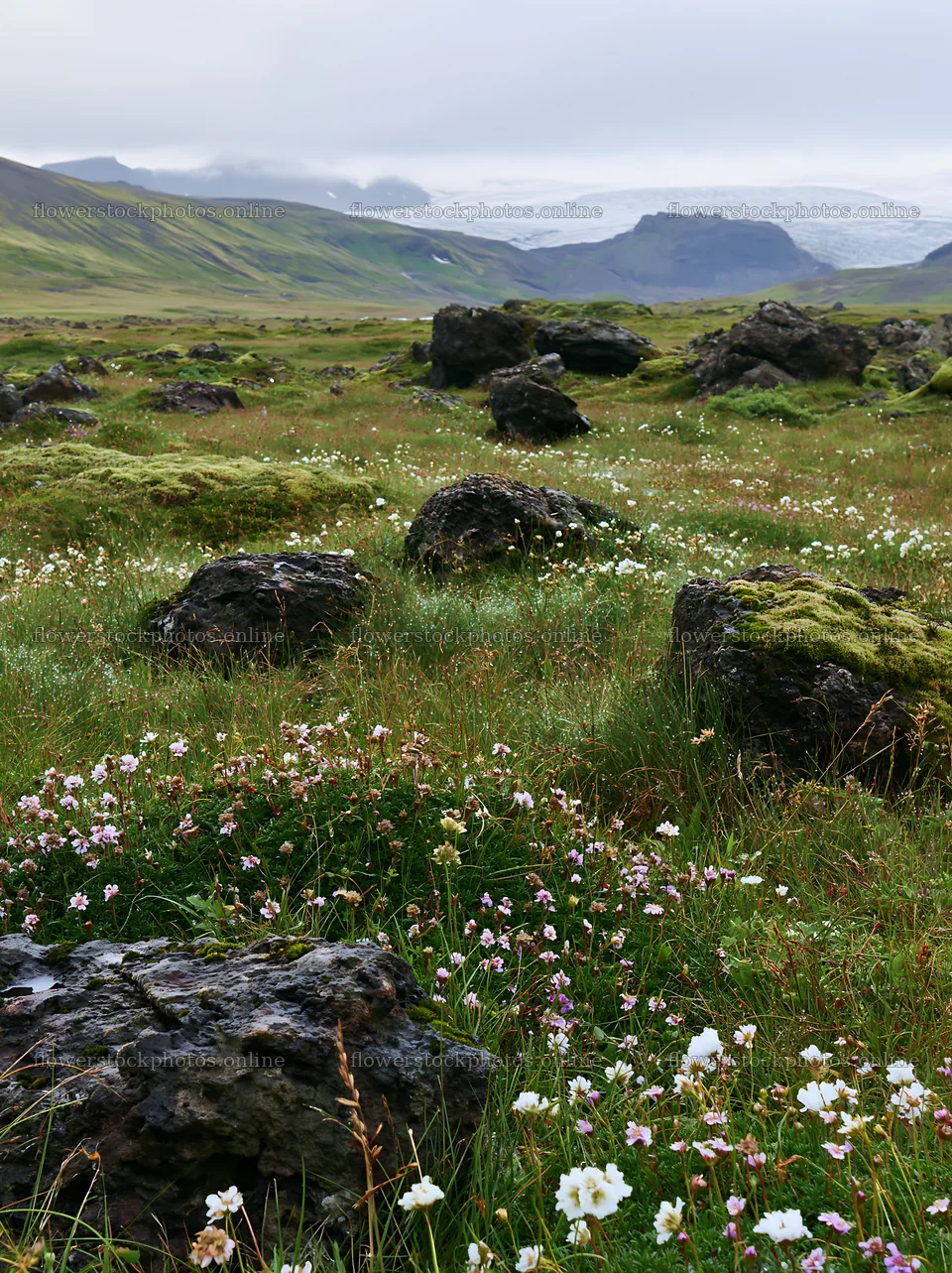 Meadow with boulders and wildflowers in a natural setting – flower stock photos 6866x9174