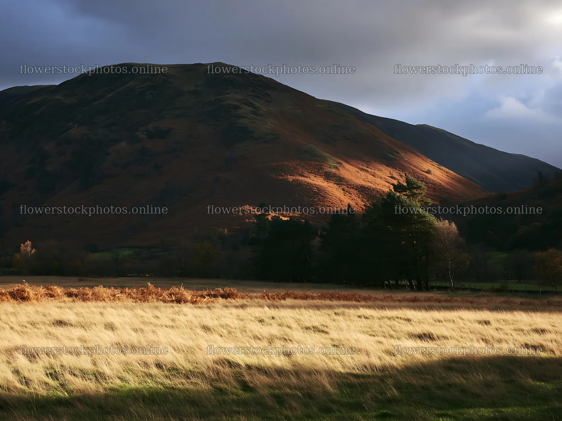 Autumn meadow with mountain and cloudy sky – flower stock photos 9174x6866