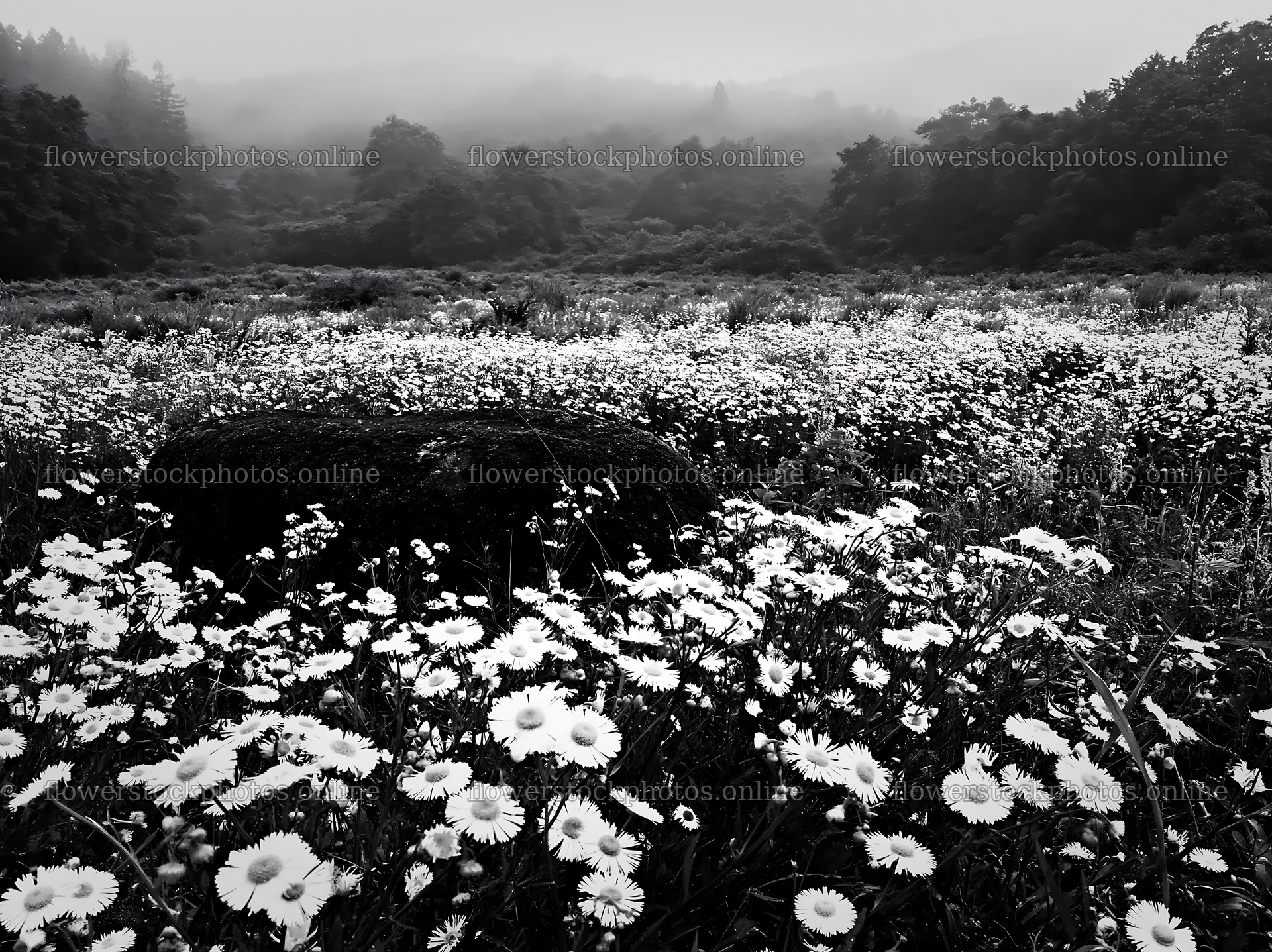 Shimane misty meadow with moss covered stone and wildflowers – flower stock photos 9174x6866