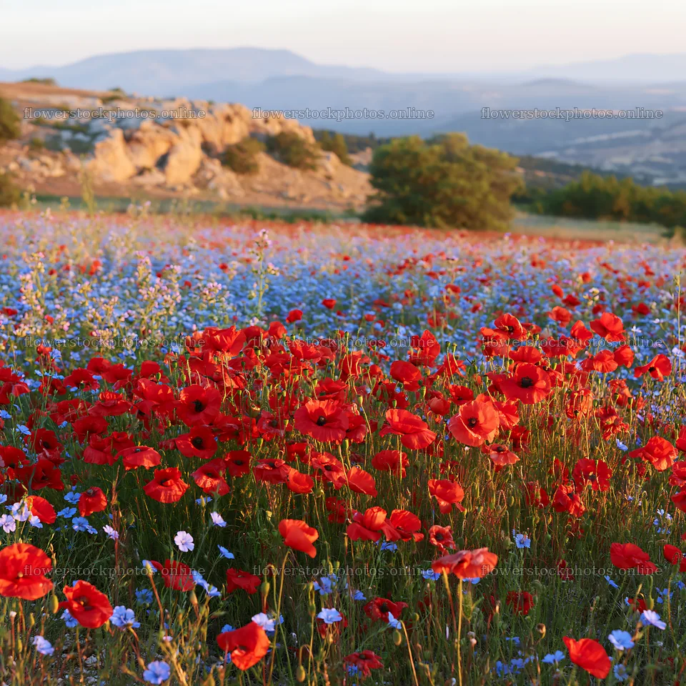 Poppy flax meadow with vibrant flowers under evening light – flower stock photos 7938x7938