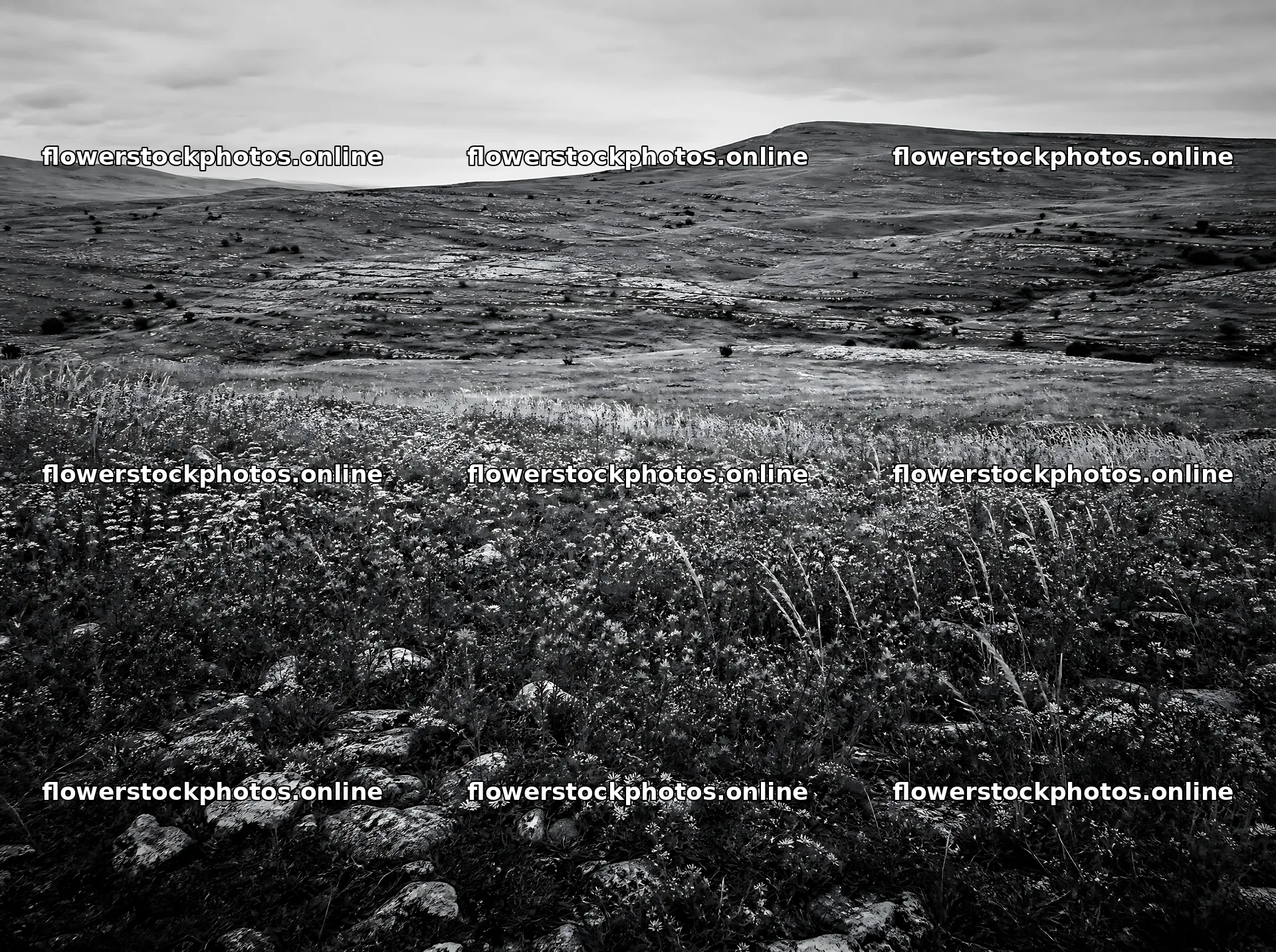 Dewy meadow with green hills and rocky terrain – flower stock photos 9186x6858