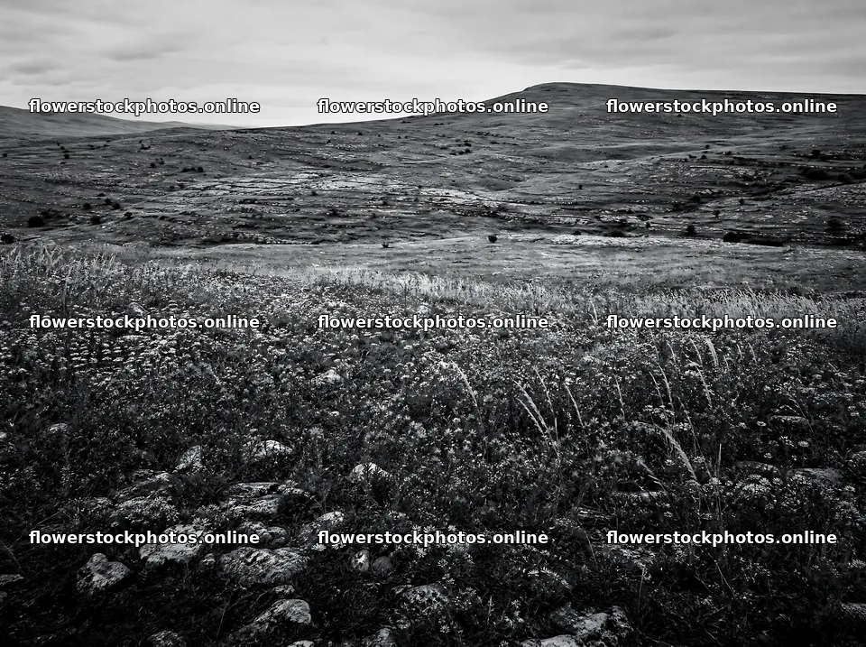 Dewy meadow with green hills and rocky terrain – flower stock photos 9186x6858