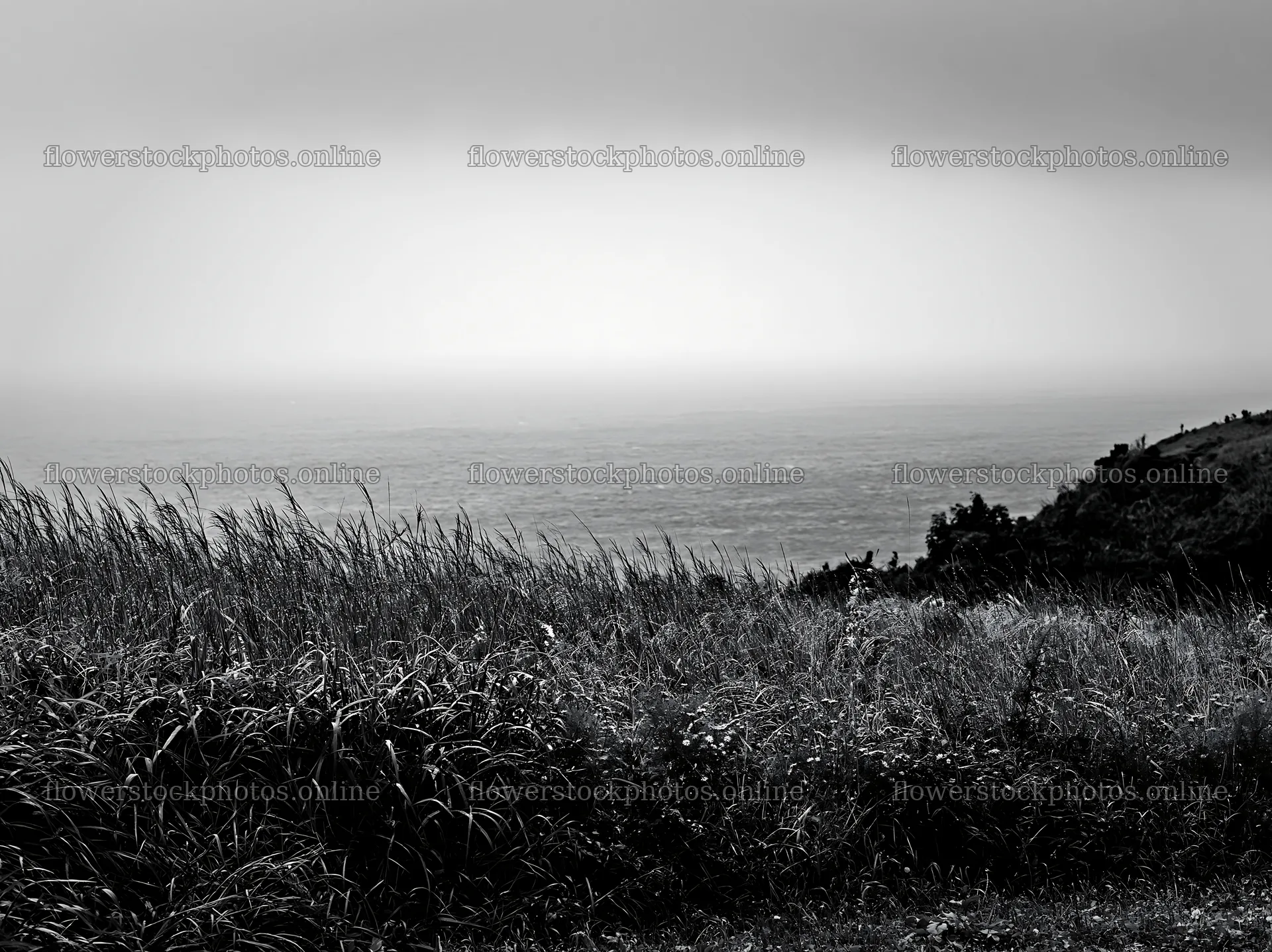 Fukui native grass meadow rain droplets – flower stock photos 9174x6866