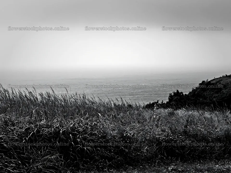 Fukui native grass meadow rain droplets – flower stock photos 9174x6866