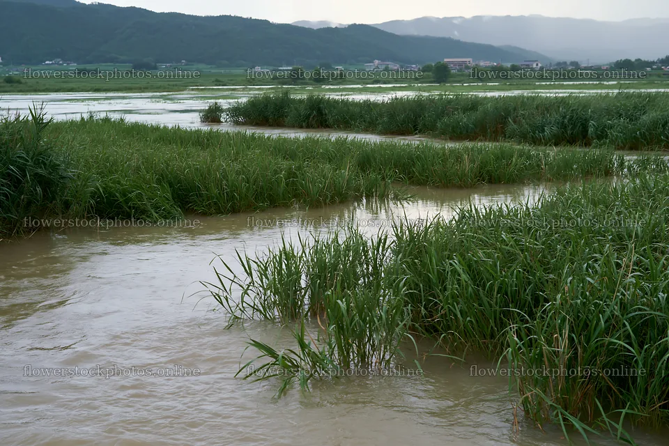 Shiga wetland meadow with reeds and water in the landscape – flower stock photos 9722x6480