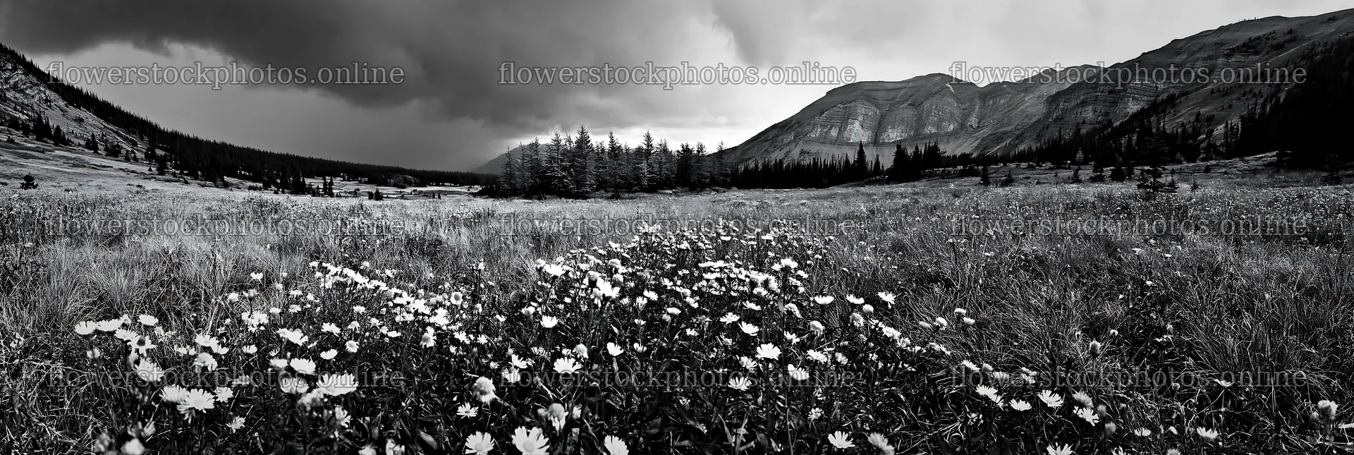 Autumn meadow with wildflowers and mountains in the background – flower stock photos 13690x4602