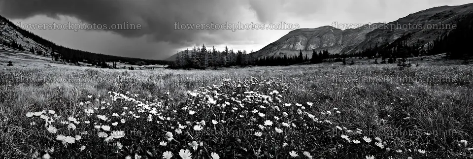 Autumn meadow with wildflowers and mountains in the background – flower stock photos 13690x4602