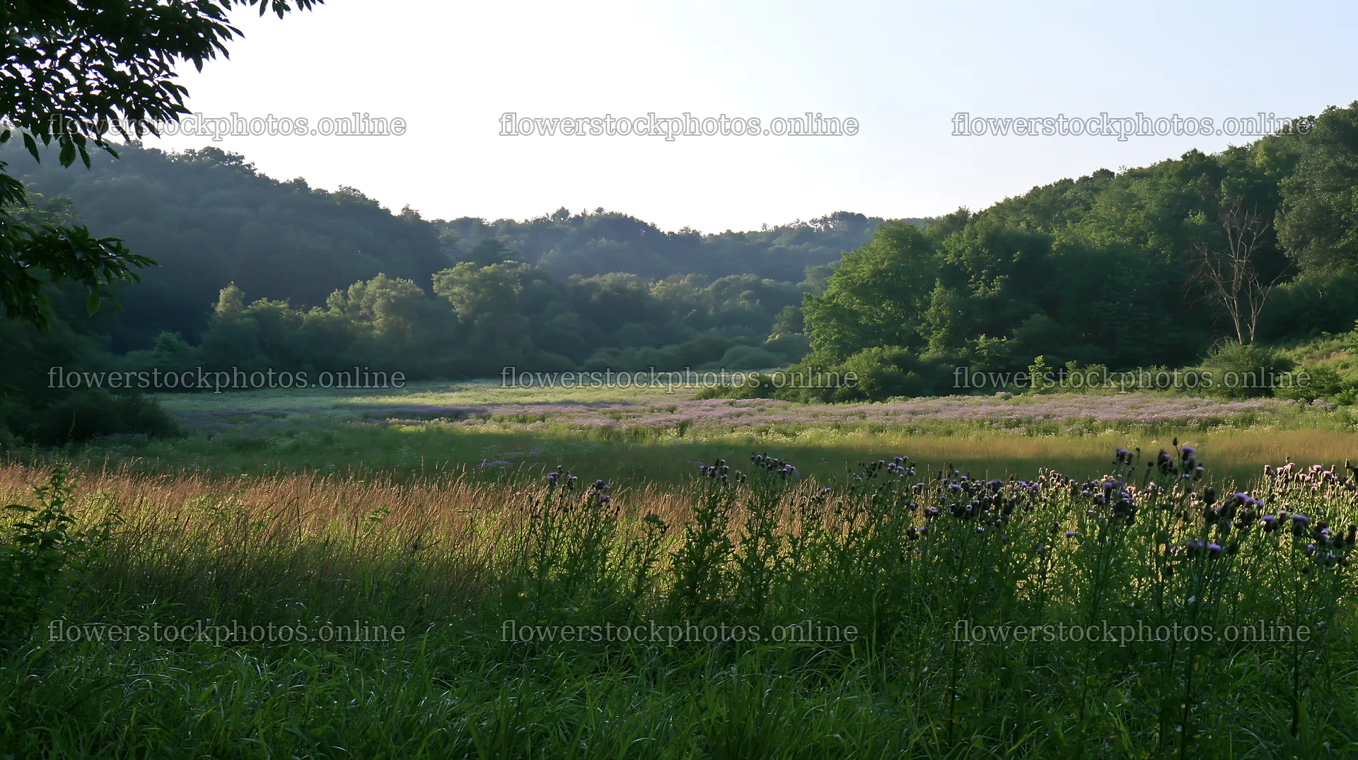 Wooded valley meadow with grass and wildflowers – flower stock photos 10608x5938