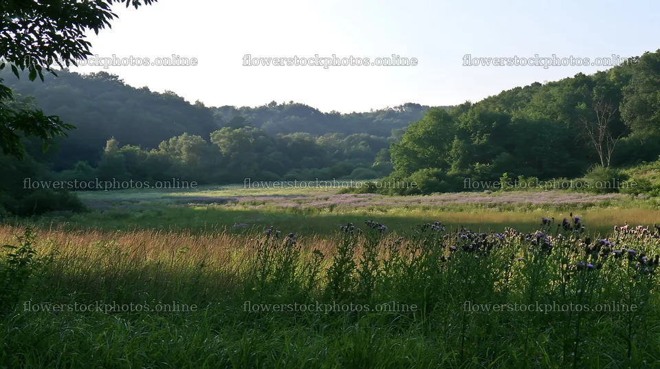 Wooded valley meadow with grass and wildflowers – flower stock photos 10608x5938