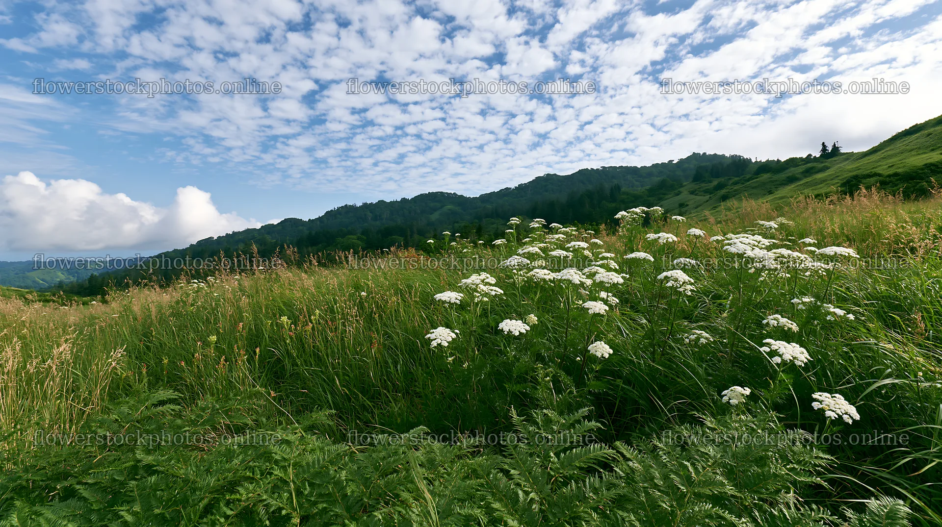 Fern frond in Tokushima mountain meadow with flowers and clouds – flower stock photos 10608x5938