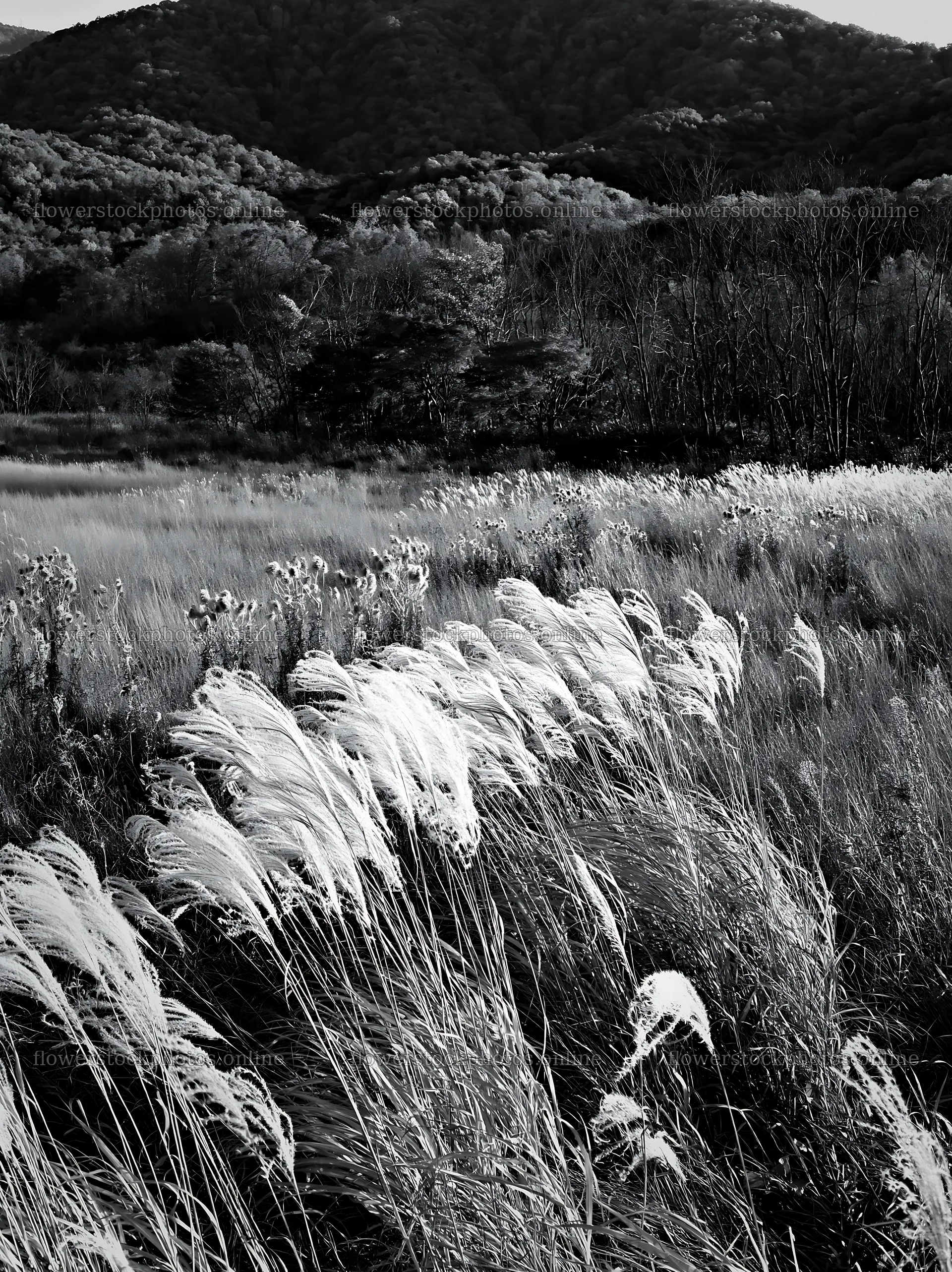 Aichi restored meadow autumn seedheads foreground captures nature – flower stock photos 6866x9174