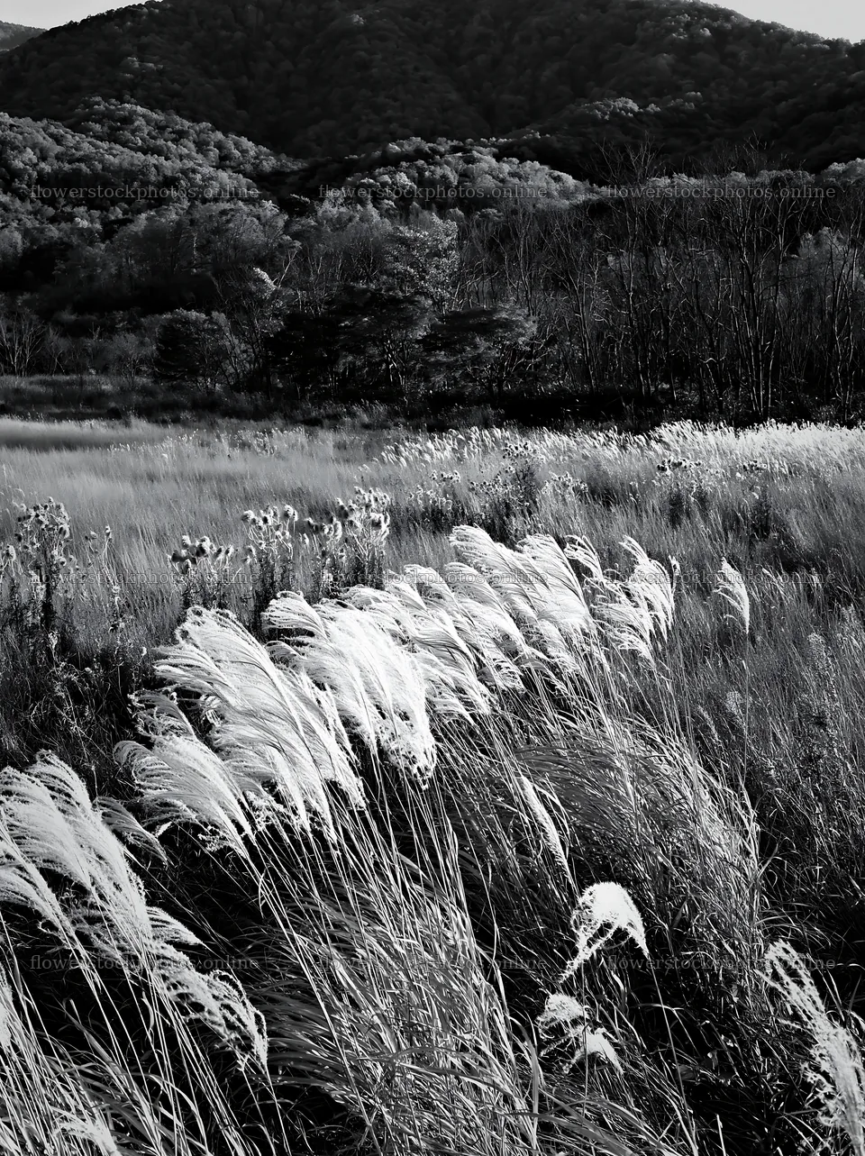 Aichi restored meadow autumn seedheads foreground captures nature – flower stock photos 6866x9174