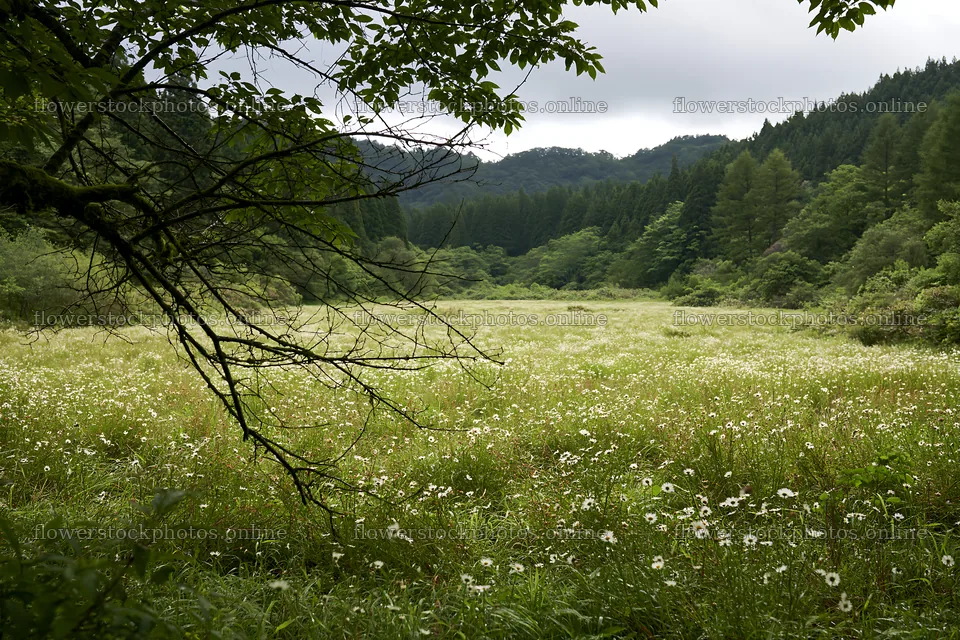 Rewilded meadow landscape with fallen branch in Yamagata – flower stock photos 9722x6480