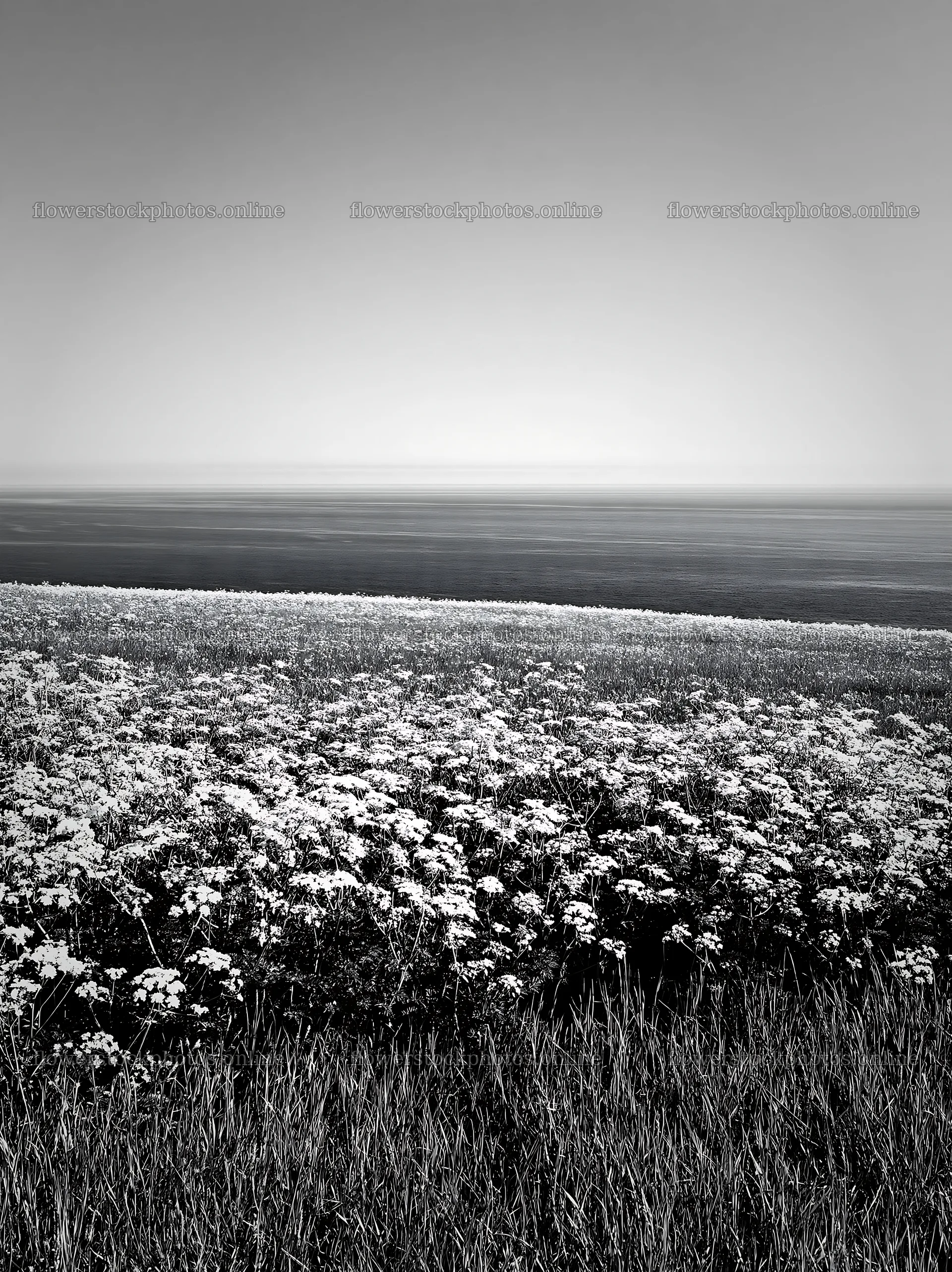 Sunny spring cow parsley meadow with distant horizon – flower stock photos 6866x9174