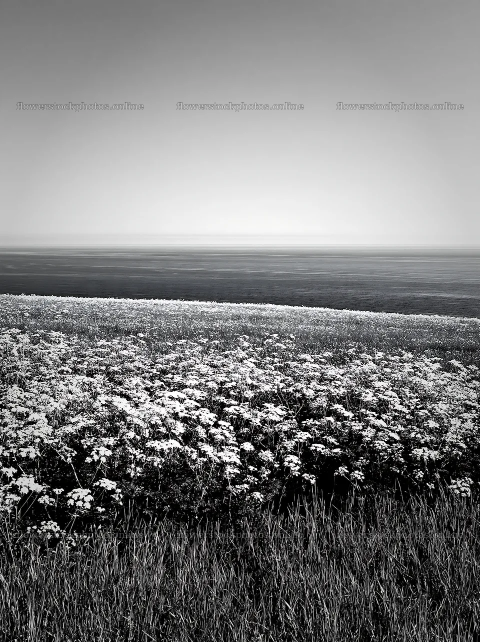 Sunny spring cow parsley meadow with distant horizon – flower stock photos 6866x9174