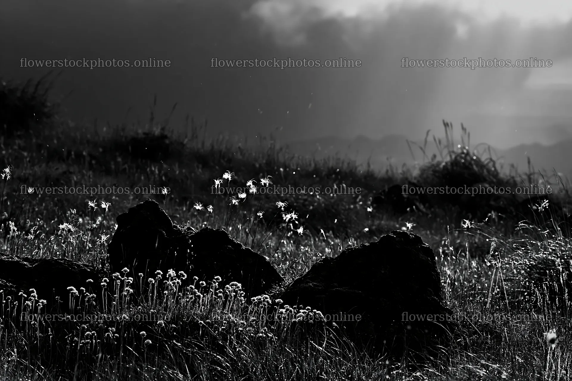 Oita highland meadow with granite stones and wildflowers – flower stock photos 9722x6480