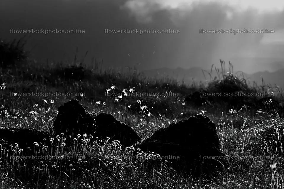Oita highland meadow with granite stones and wildflowers – flower stock photos 9722x6480