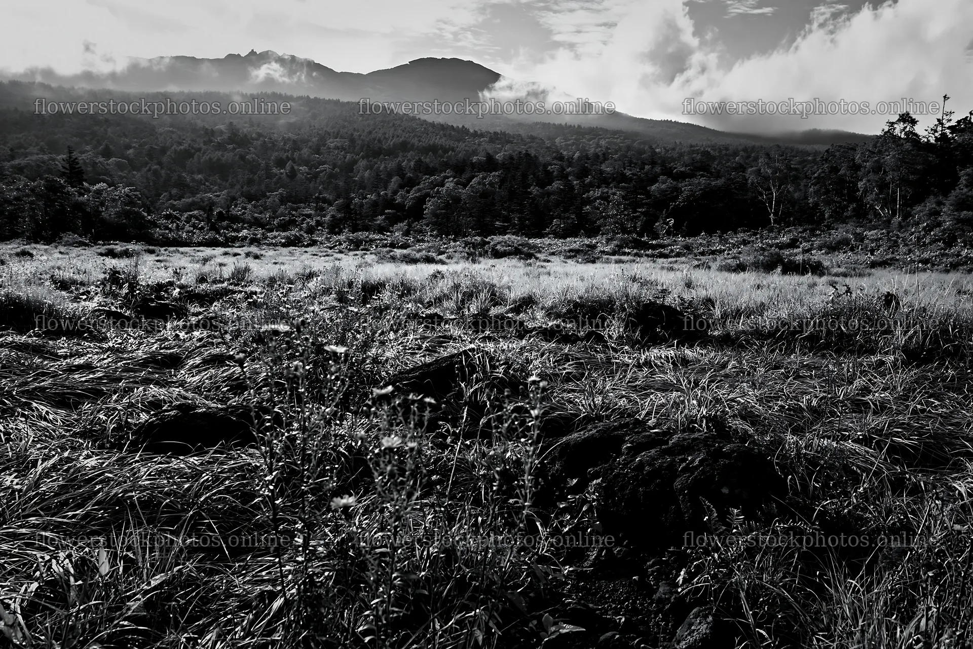 Yamanashi regenerative meadow with basalt stones and forest view – flower stock photos 9722x6480