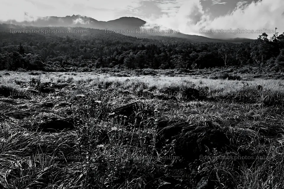 Yamanashi regenerative meadow with basalt stones and forest view – flower stock photos 9722x6480