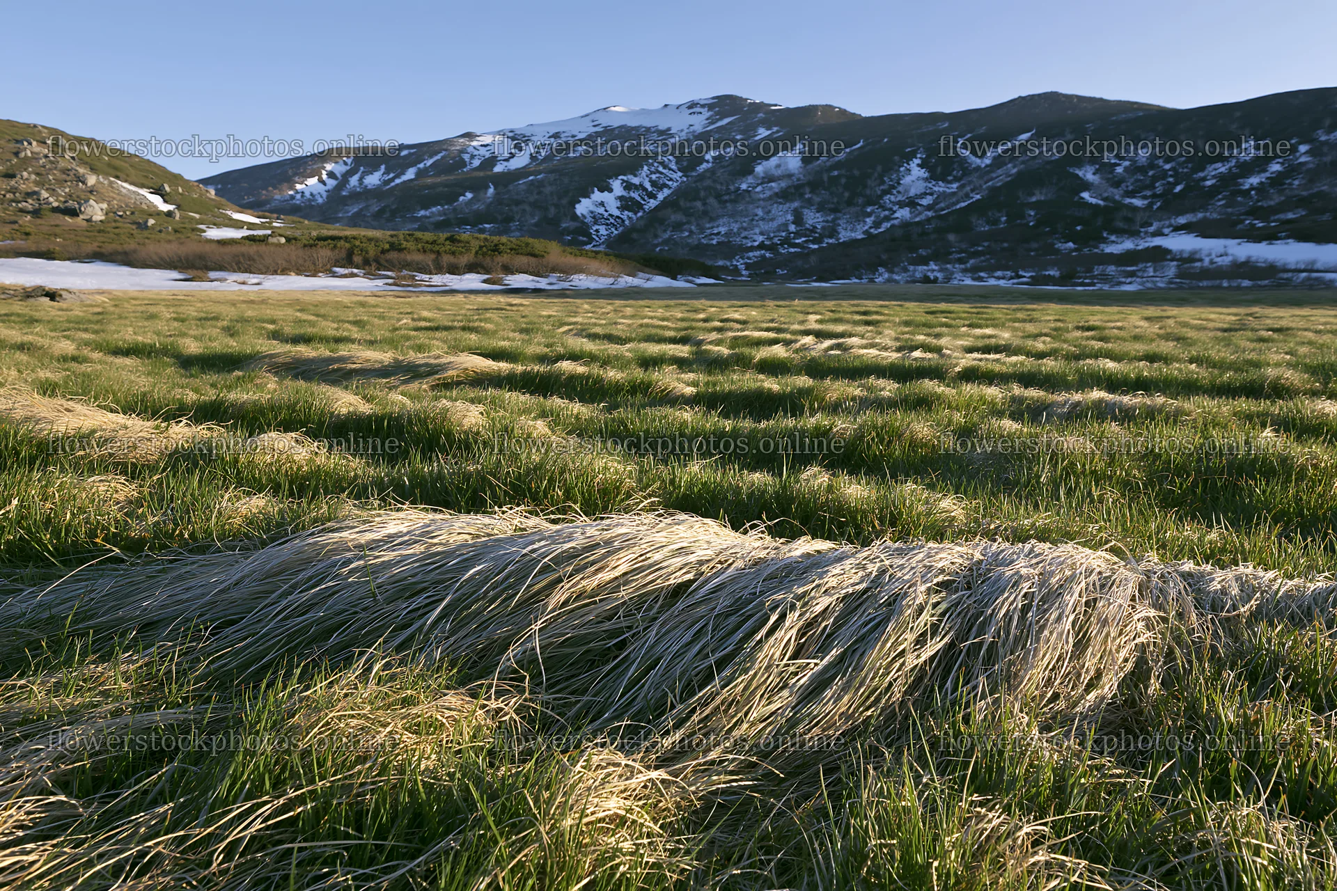 Akita snowmelt meadow with silver grasses in clear daylight – flower stock photos 9722x6480