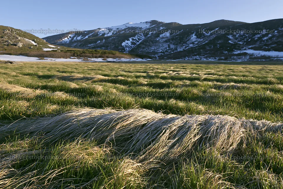Akita snowmelt meadow with silver grasses in clear daylight – flower stock photos 9722x6480