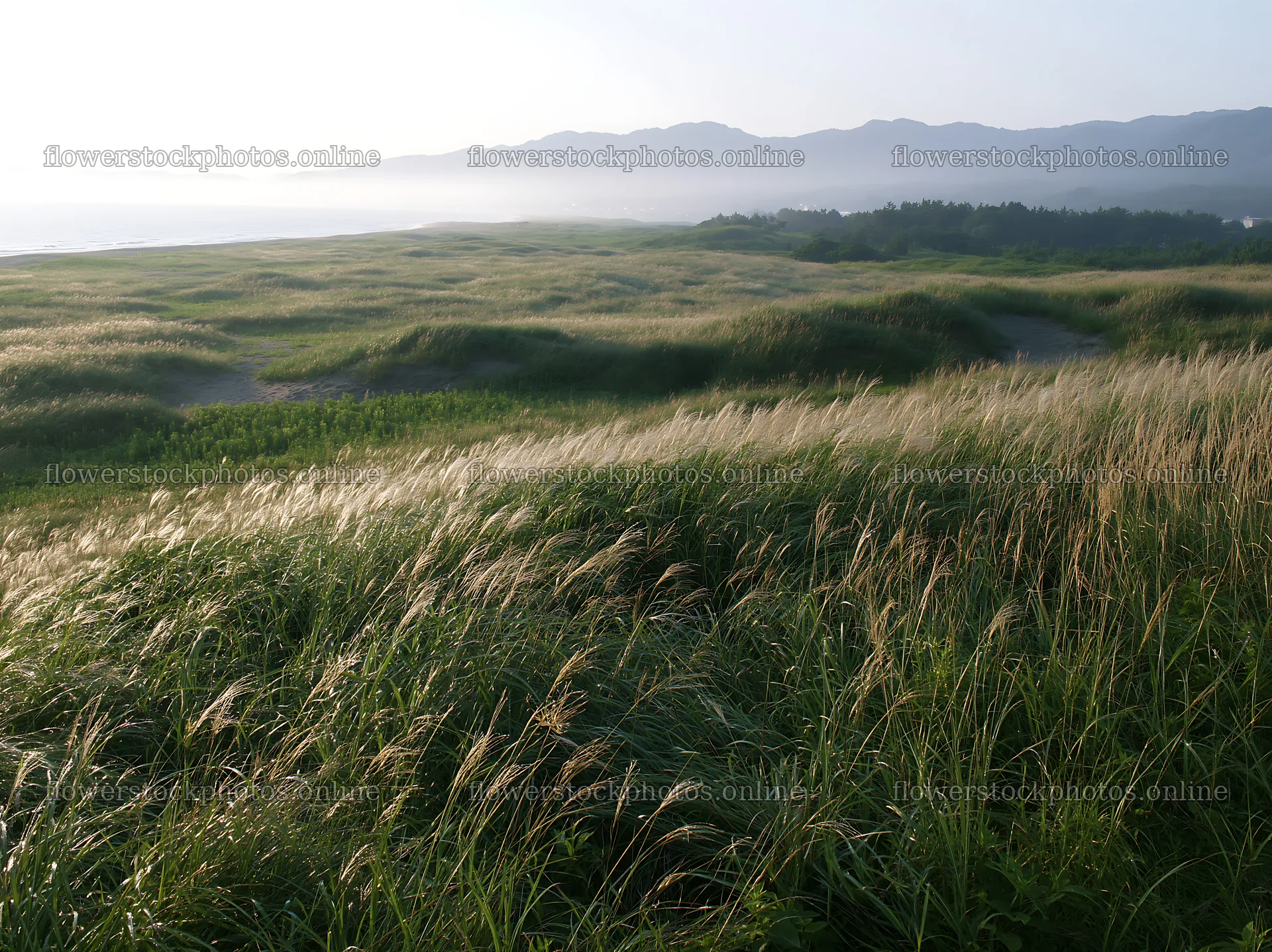Tottori windy meadow with dune grasses during sunset – flower stock photos 9174x6866