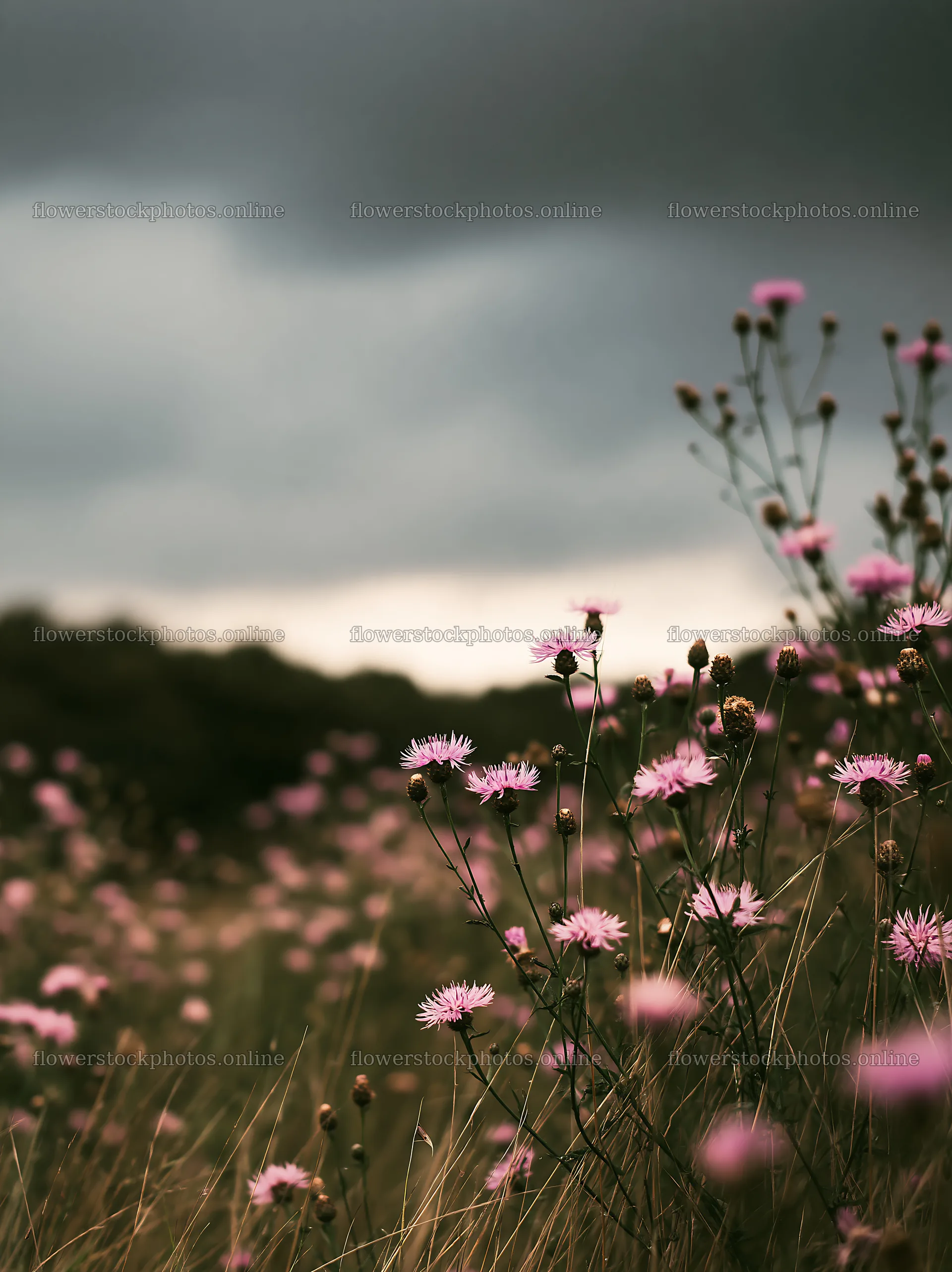 Meadow with knapweed under cloudy sky during late afternoon – flower stock photos 6866x9174