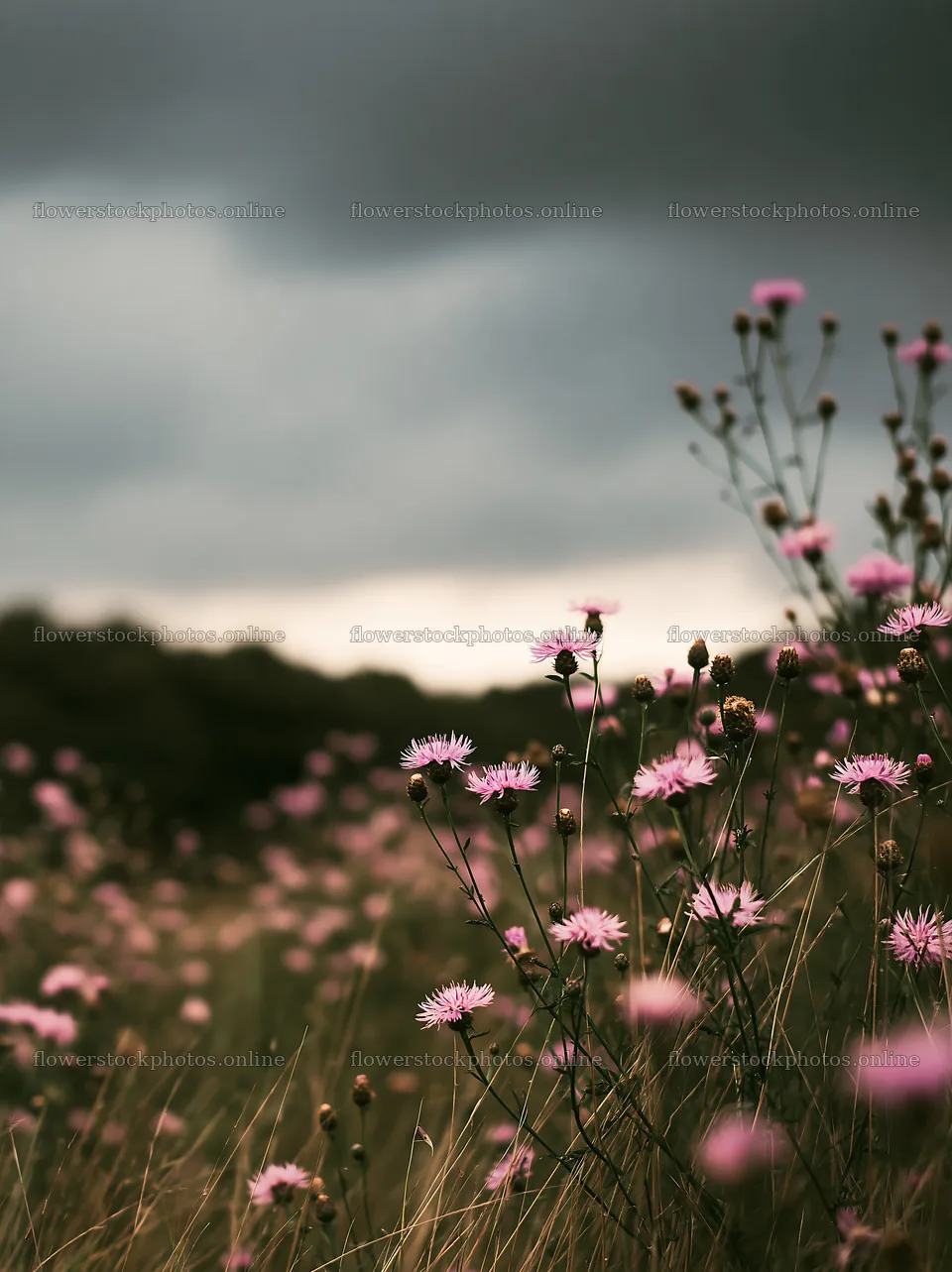 Meadow with knapweed under cloudy sky during late afternoon – flower stock photos 6866x9174
