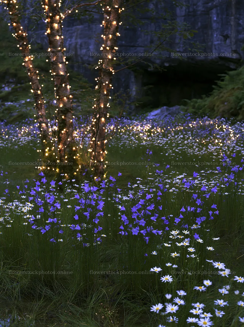 Christmas lights in meadow by cave with floral details – flower stock photos 6866x9174