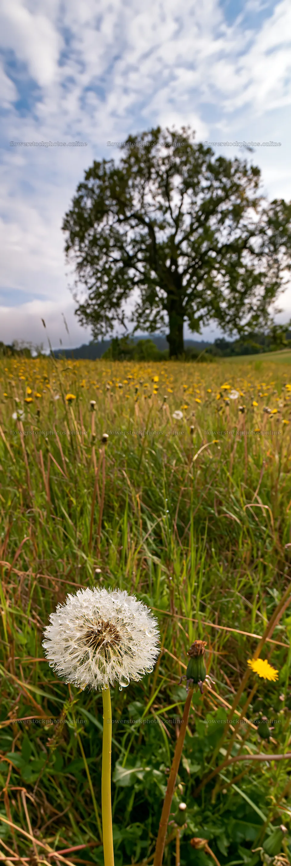 Dandelion field with a large tree in the background – flower stock photos 4602x13690