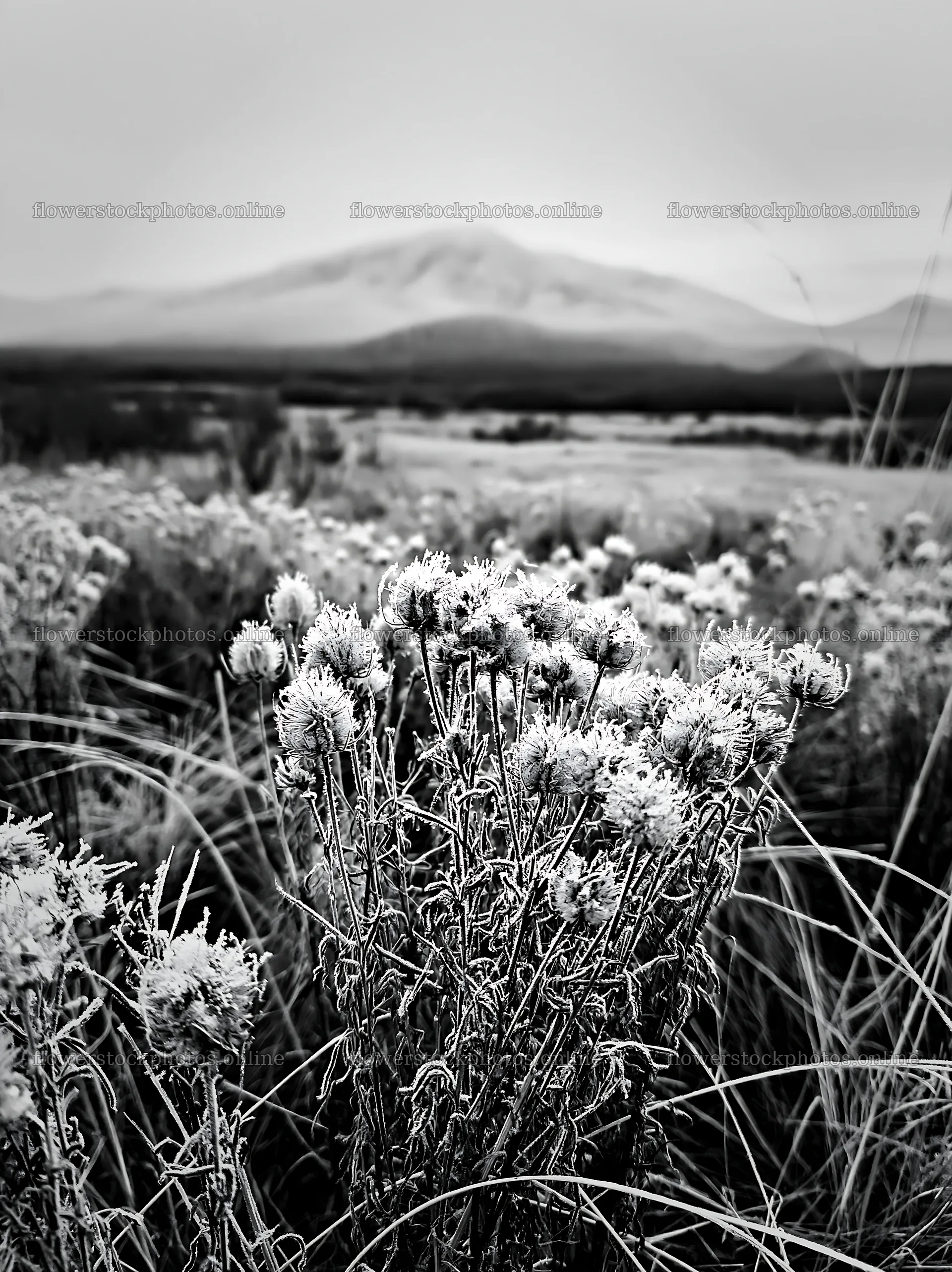 Seedhead meadow with wildflowers and distant mountains – flower stock photos 6866x9174